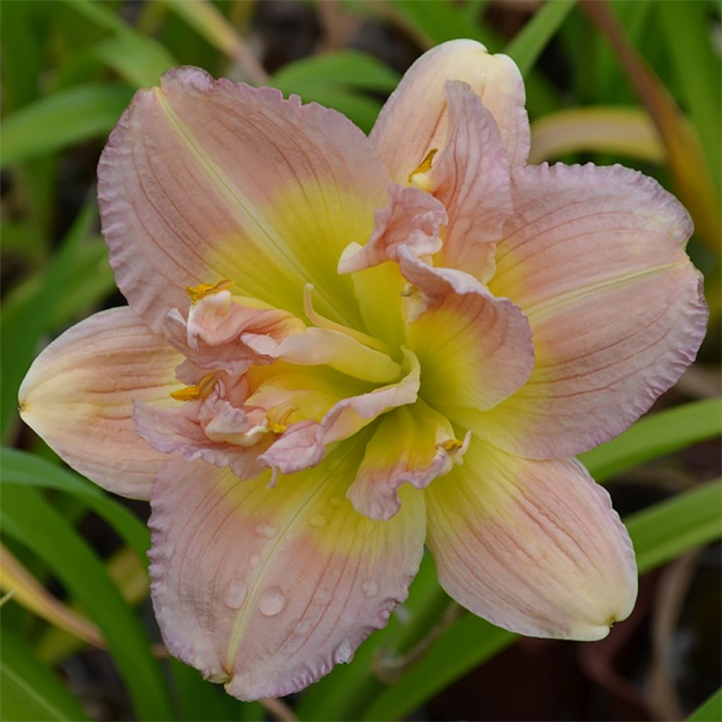 Hemerocallis Nagasaki - Taglilie