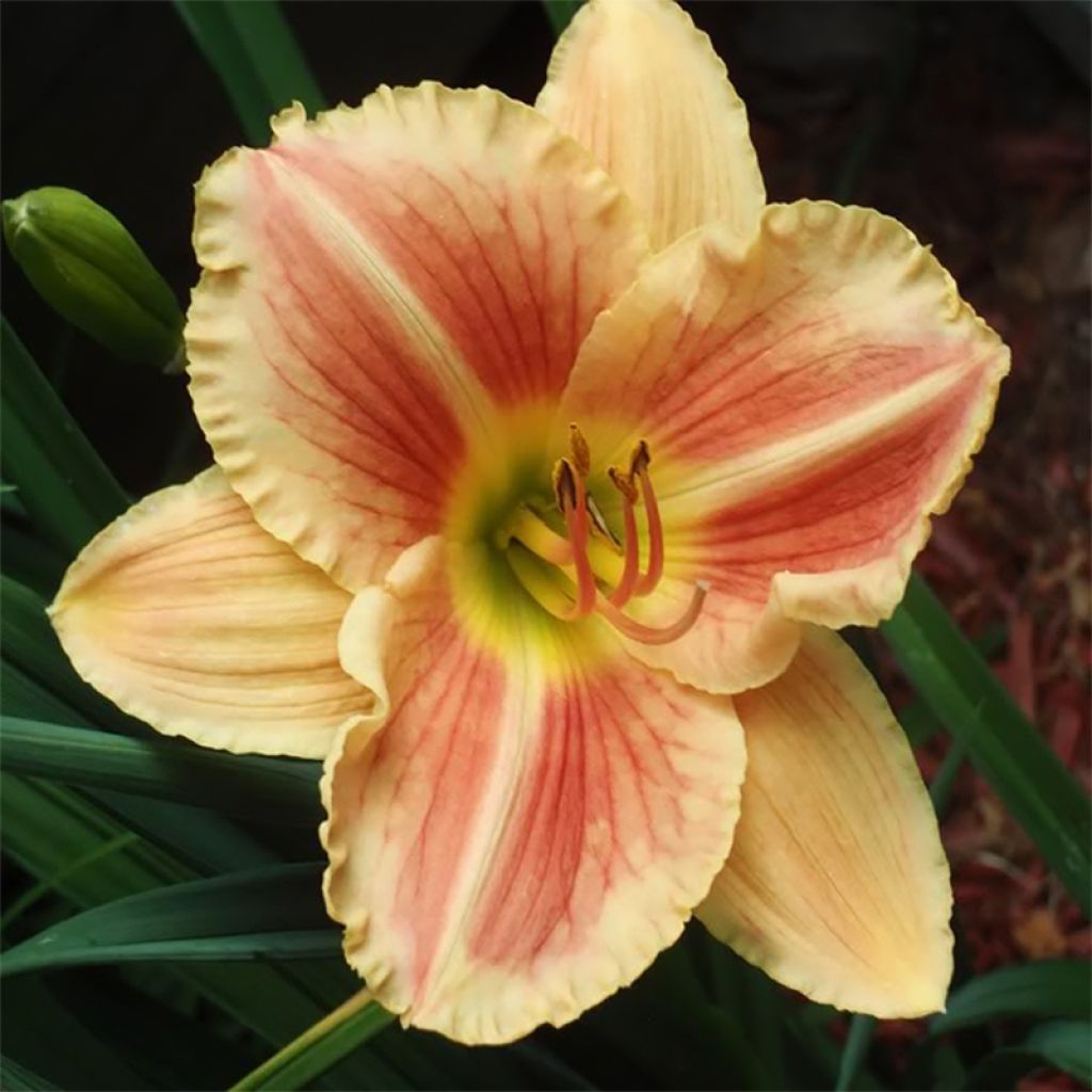 Hemerocallis Veins of Truth - Taglilie