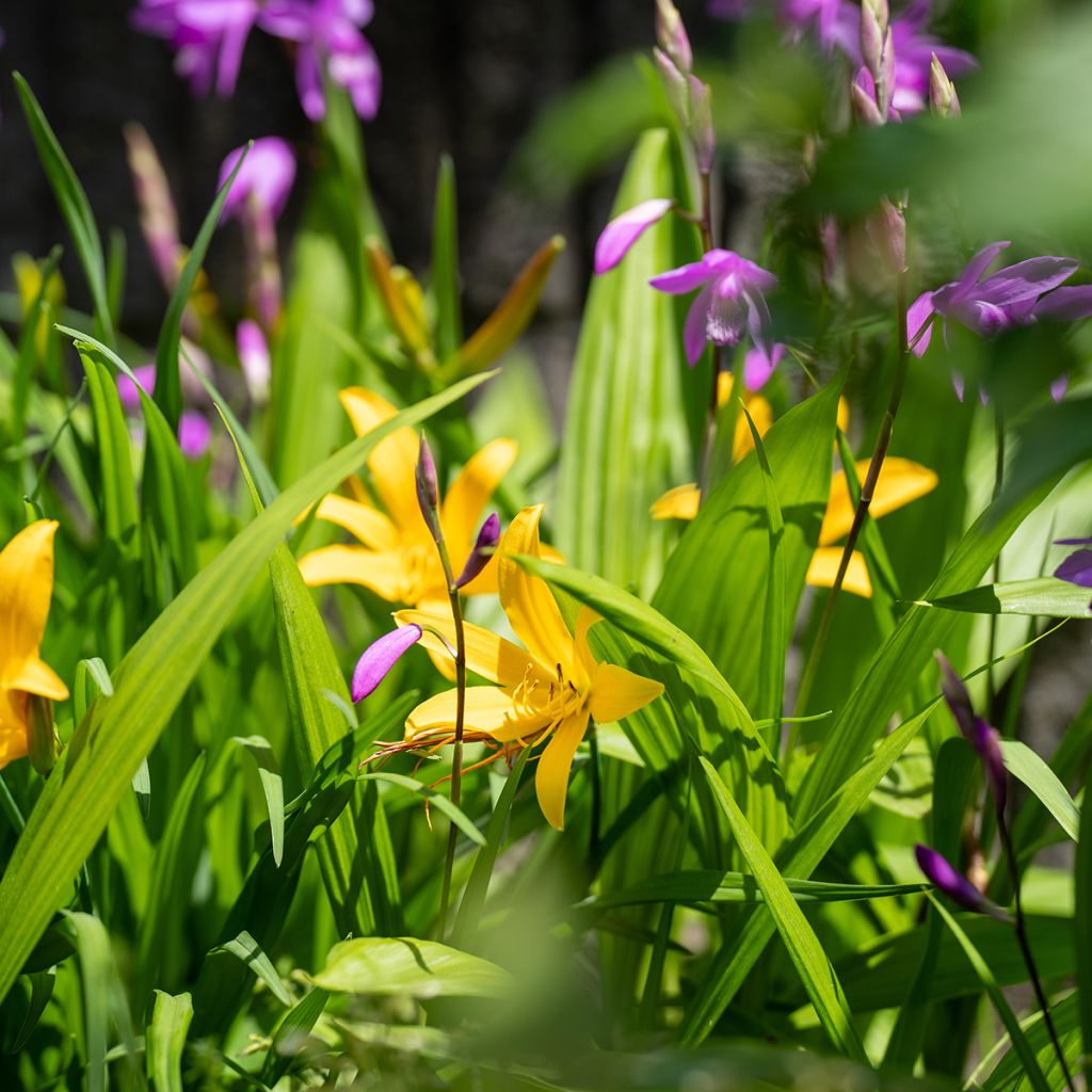 Hemerocallis middendorffii - Taglilie