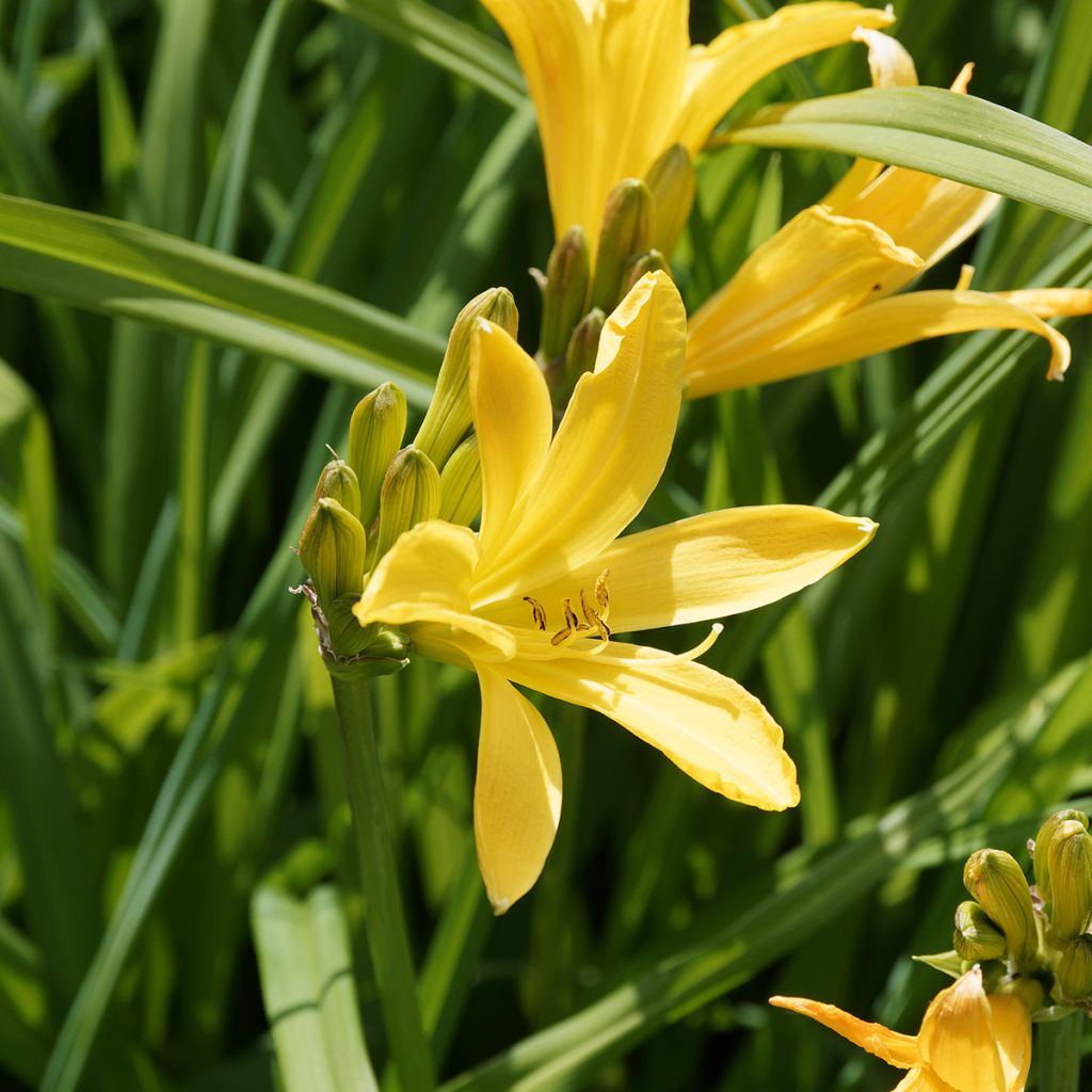 Hemerocallis middendorffii - Taglilie