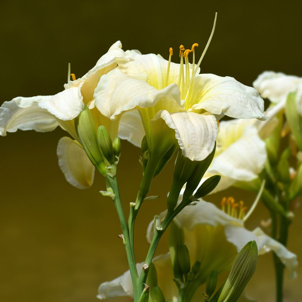 Hemerocallis Gentle Shepherd - Taglilie