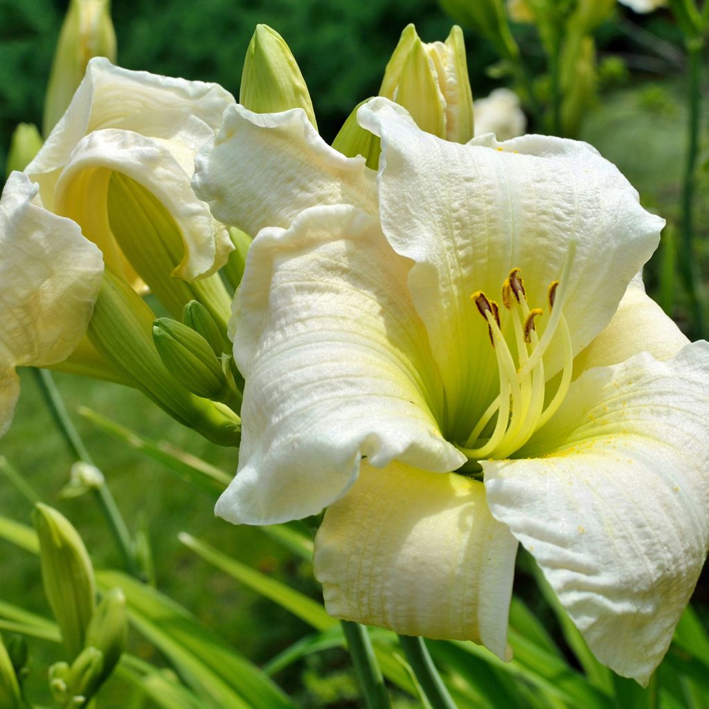 Hemerocallis Gentle Shepherd - Taglilie