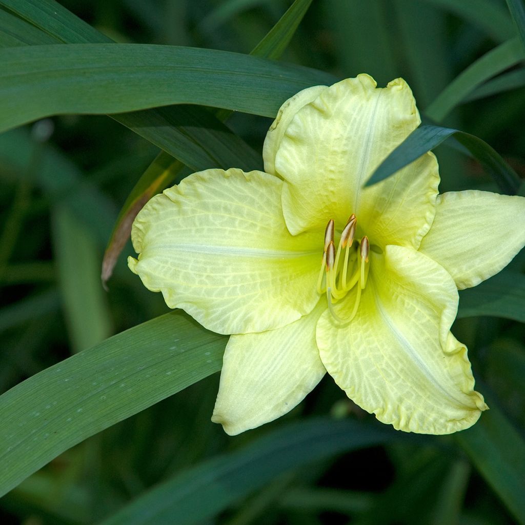 Hemerocallis Gentle Shepherd - Taglilie