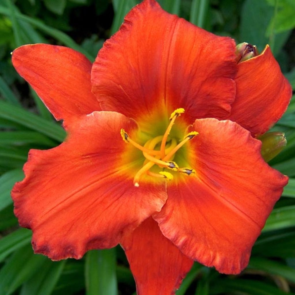 Hemerocallis Amadeus - Taglilie