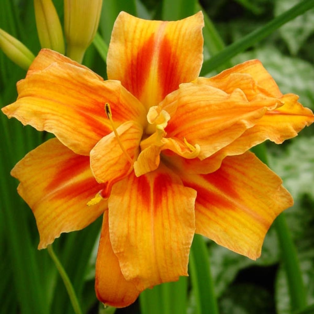 Hemerocallis Apricot Beauty - Taglilie