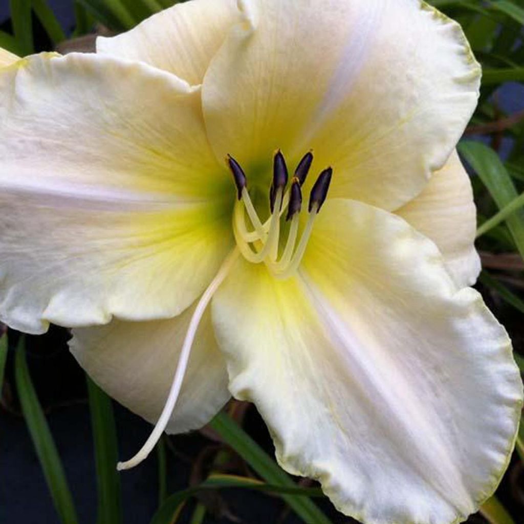 Hemerocallis Arctic Snow - Taglilie