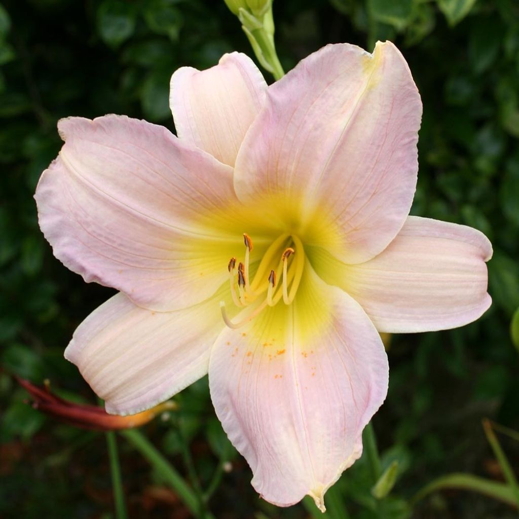 Hemerocallis Catherine Woodbury - Taglilie