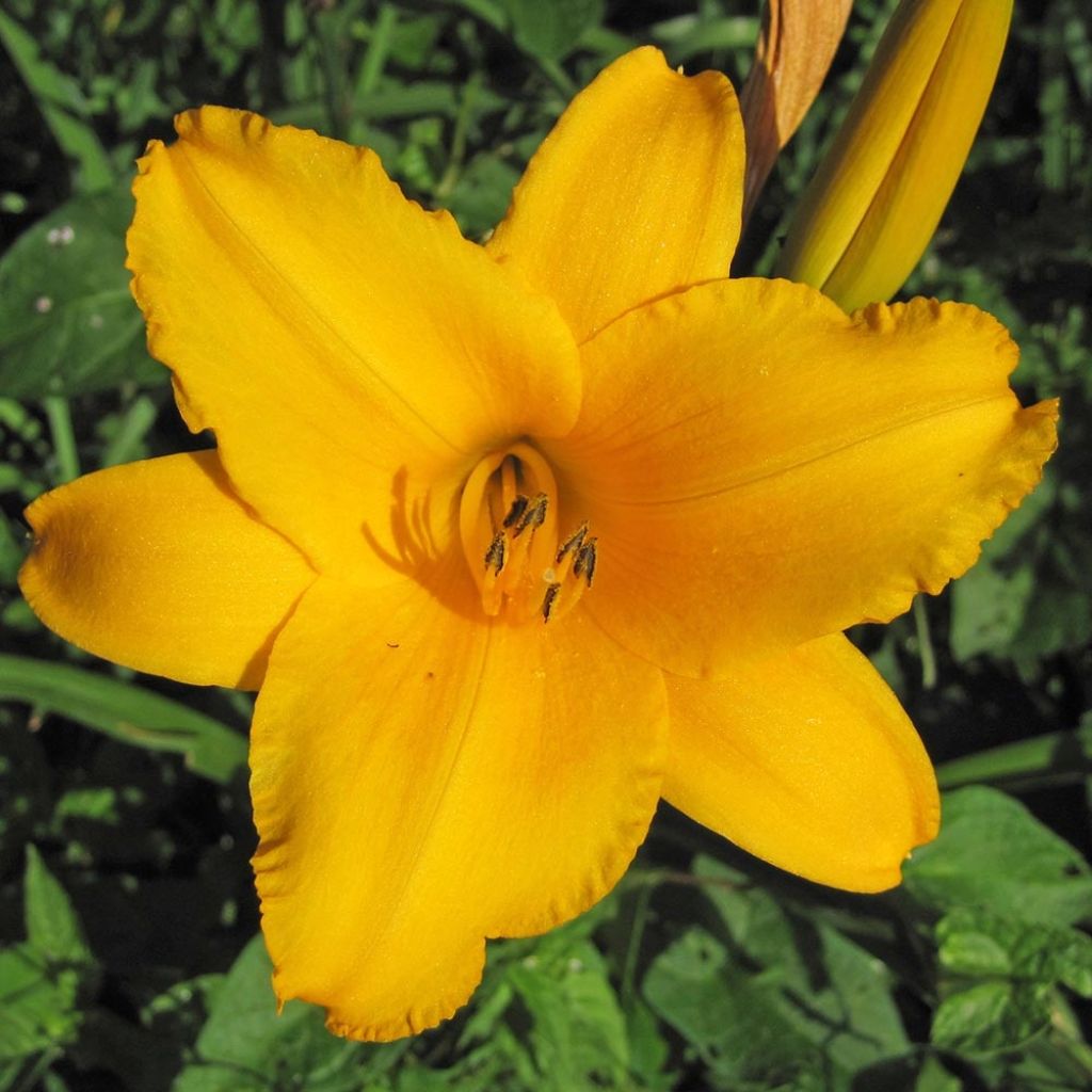 Hemerocallis Chicago Sunrise - Taglilie