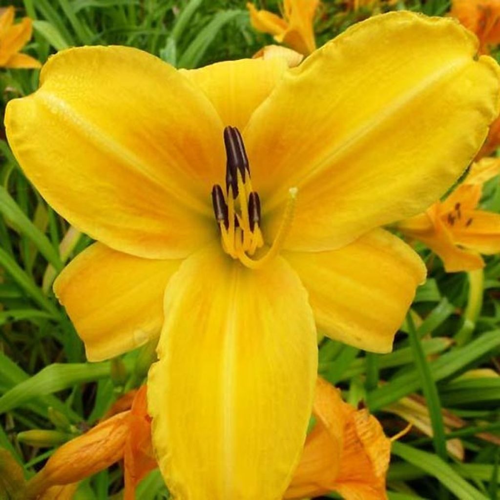 Hemerocallis Chicago Sunrise - Taglilie