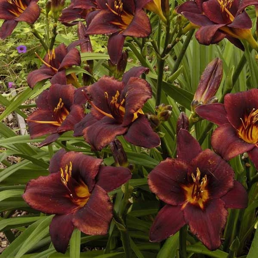 Hemerocallis Chocolate Candy - Taglilie