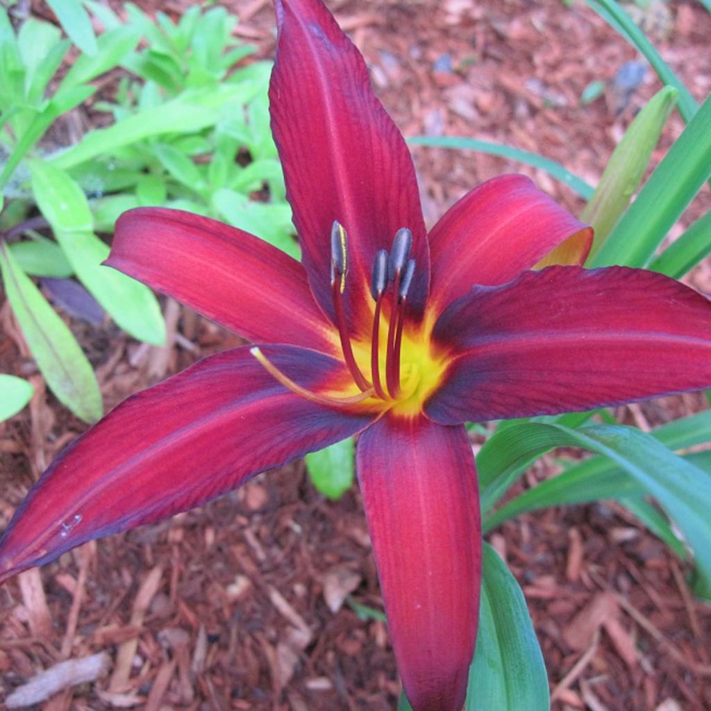 Hemerocallis Crimson Pirate - Taglilie