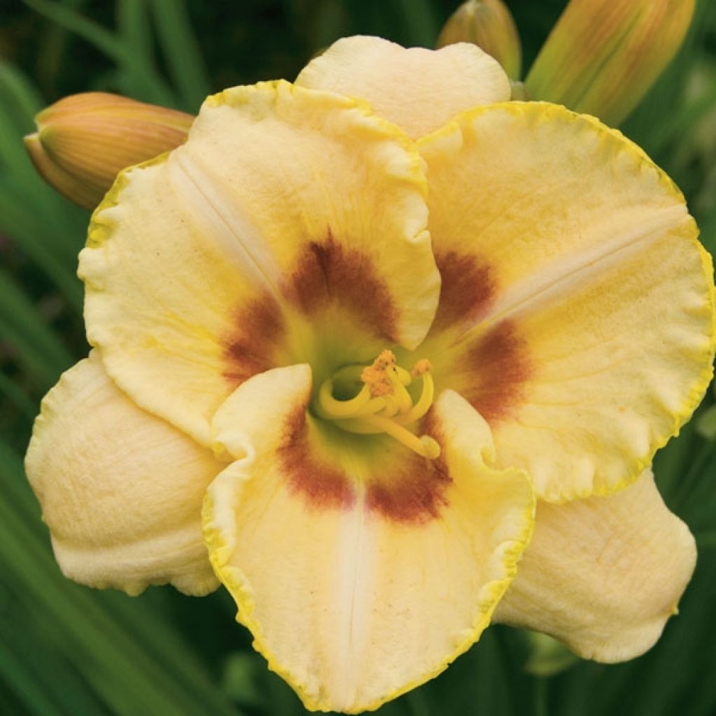 Hemerocallis Custard Candy - Taglilie