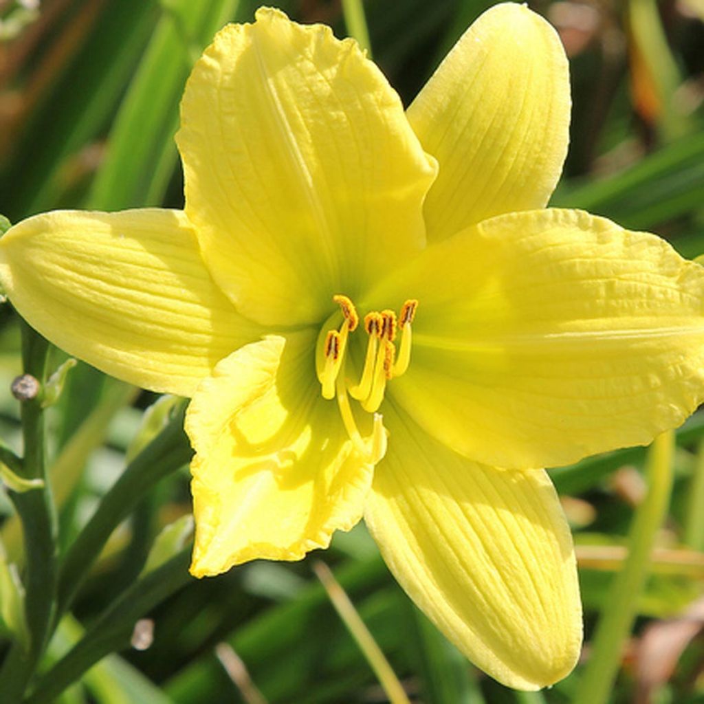 Hemerocallis Green Flutter - Taglilie