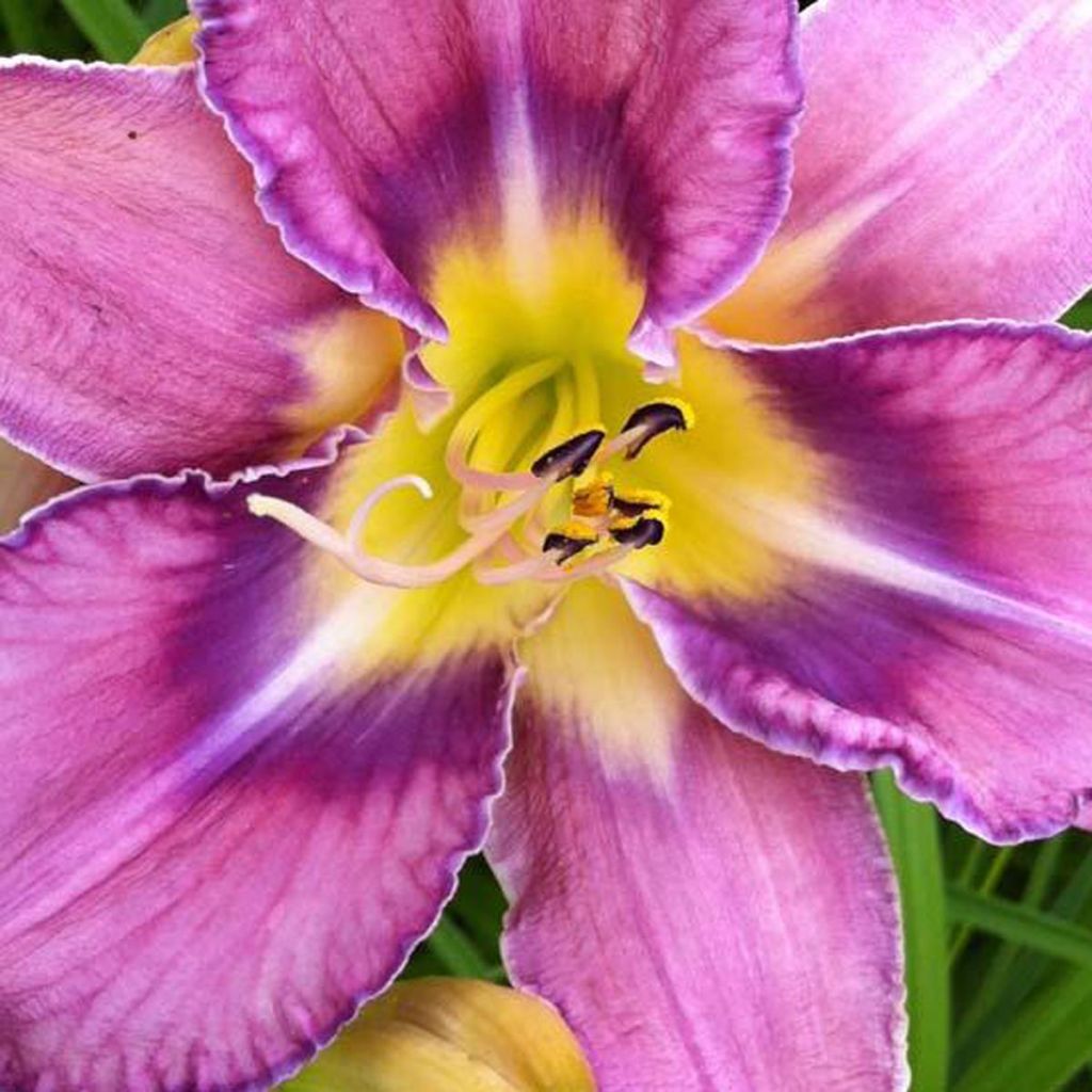 Hemerocallis Mildred Mitchell - Taglilie