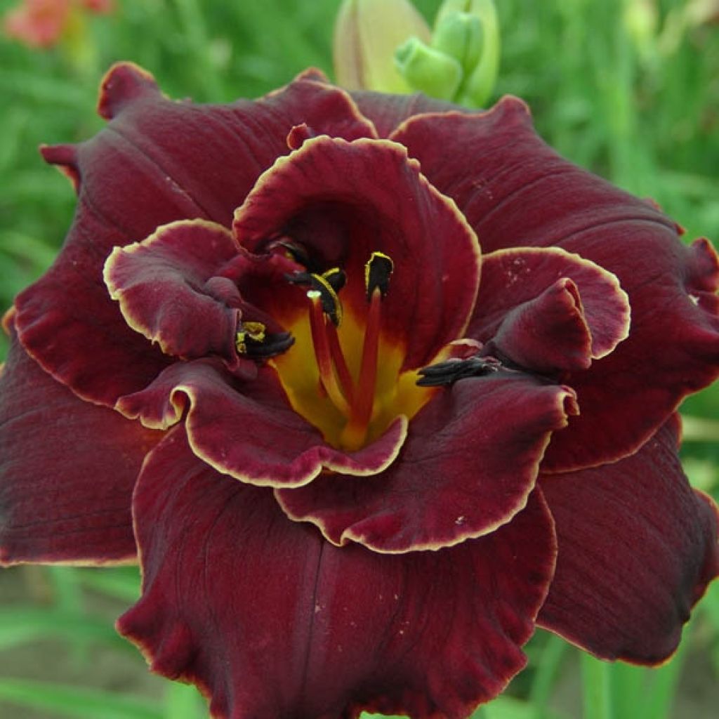 Hemerocallis Night Embers - Taglilie