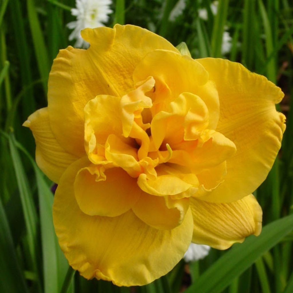 Hemerocallis Patricia Jojo - Taglilie