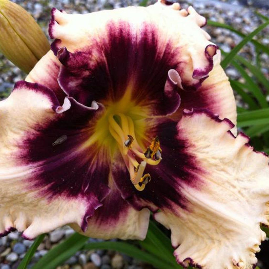 Hemerocallis Sabine Baur - Taglilie