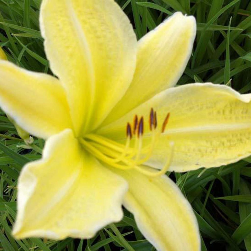 Hemerocallis Silver King - Taglilie