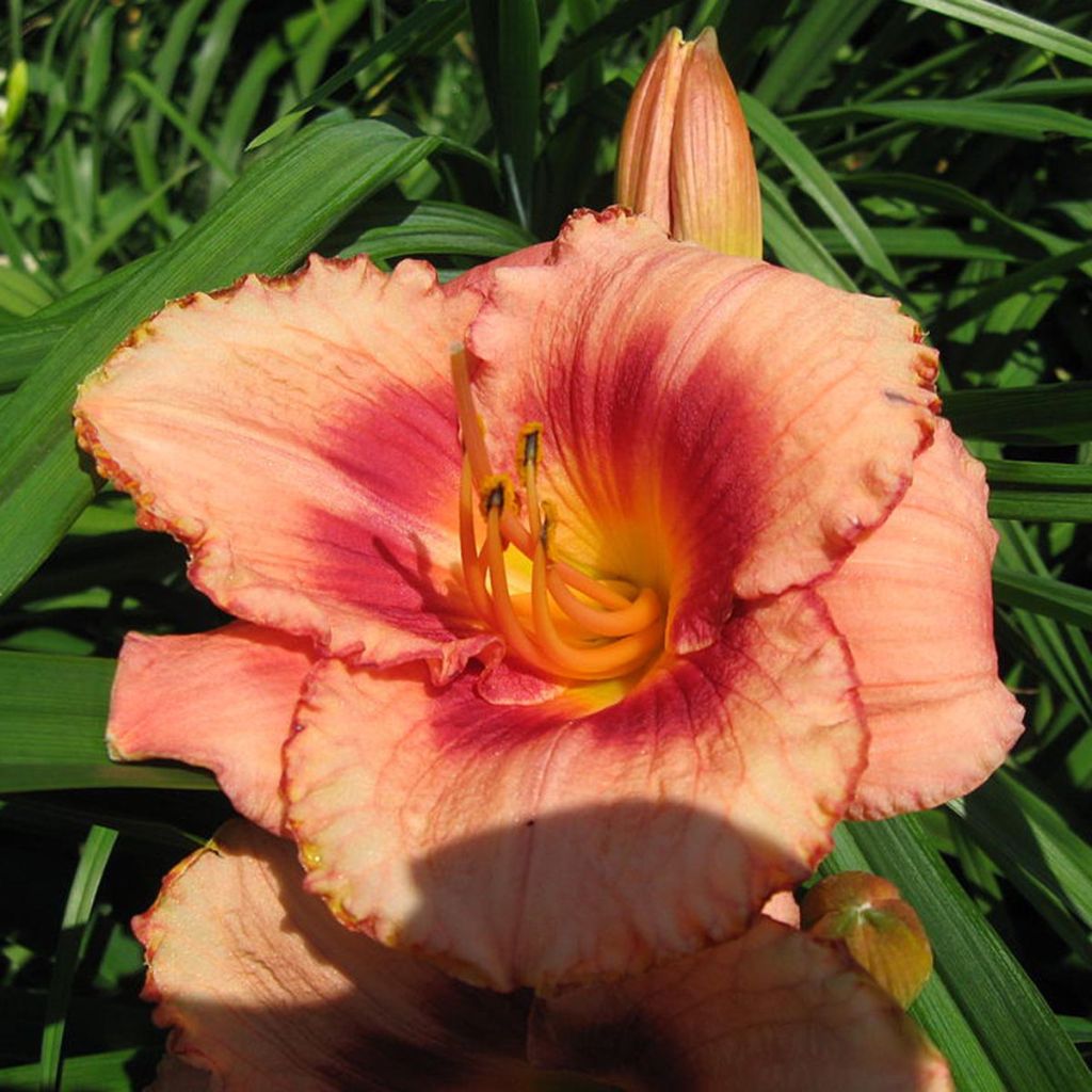 Hemerocallis Strawberry Candy - Taglilie