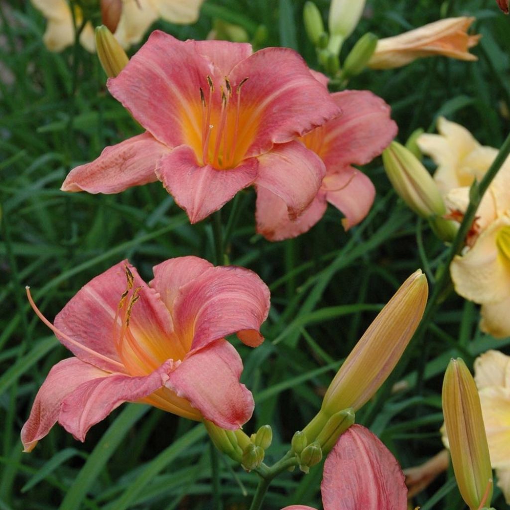 Hemerocallis Strawberry Swirl - Taglilie