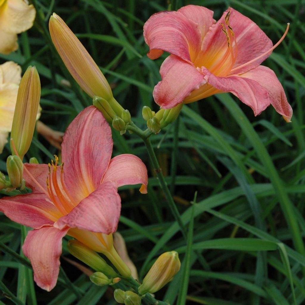 Hemerocallis Strawberry Swirl - Taglilie