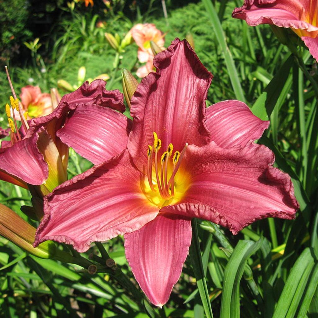 Hemerocallis Summer Wine - Taglilie