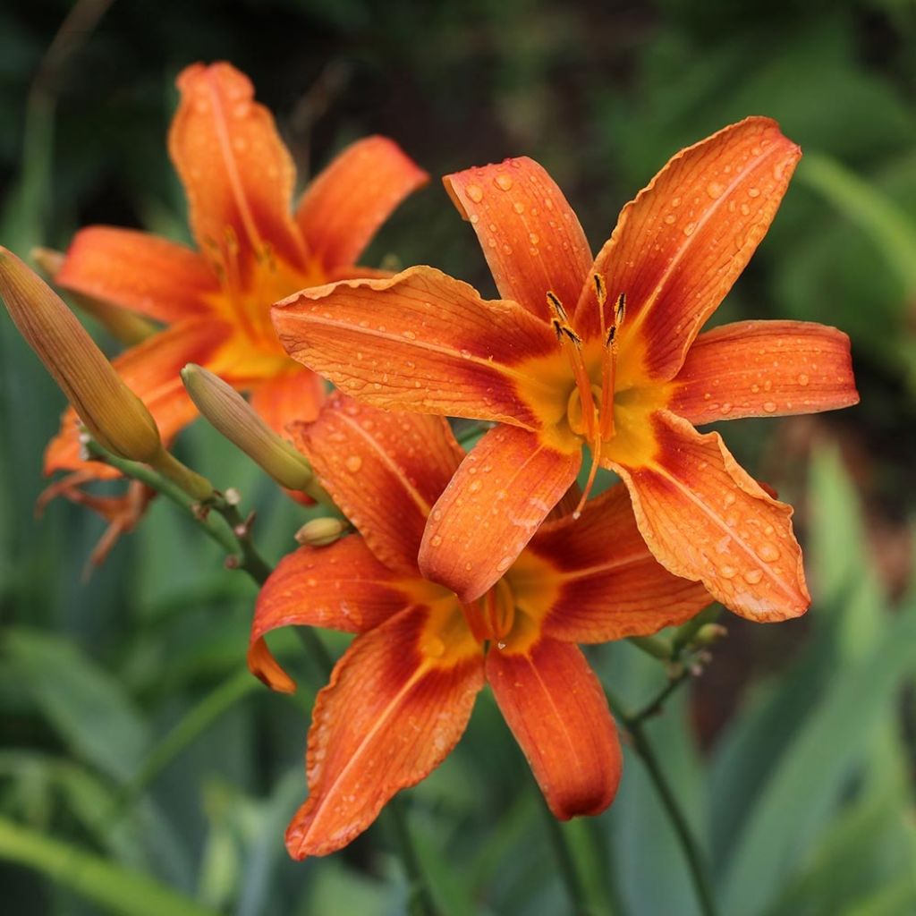 Hemerocallis fulva - Taglilie