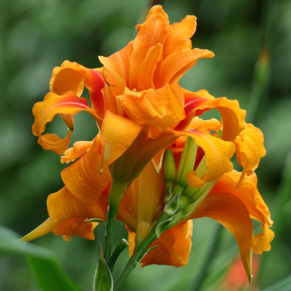 Hemerocallis fulva Flore Pleno - Taglilie