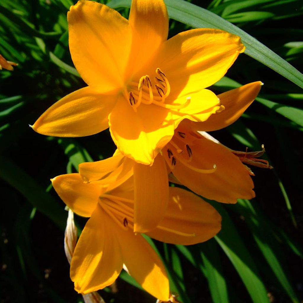 Hemerocallis middendorffii - Taglilie