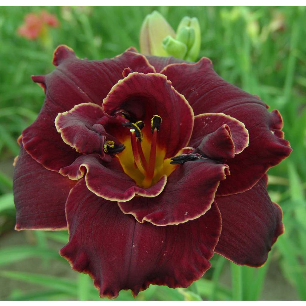 Hemerocallis Night Embers - Taglilie