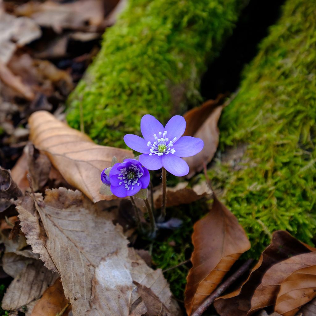 Hepatica nobilis - Leberblümchen