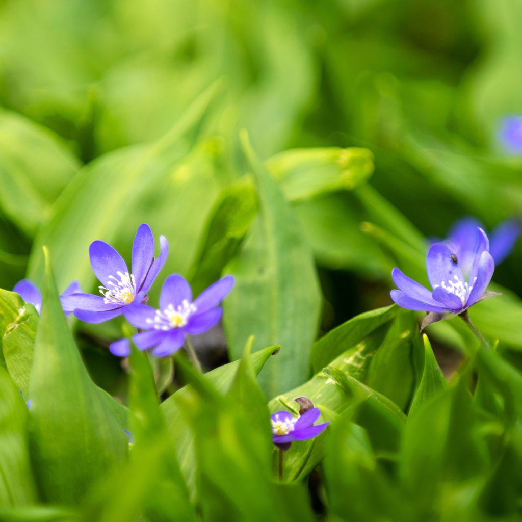 Hepatica nobilis - Leberblümchen