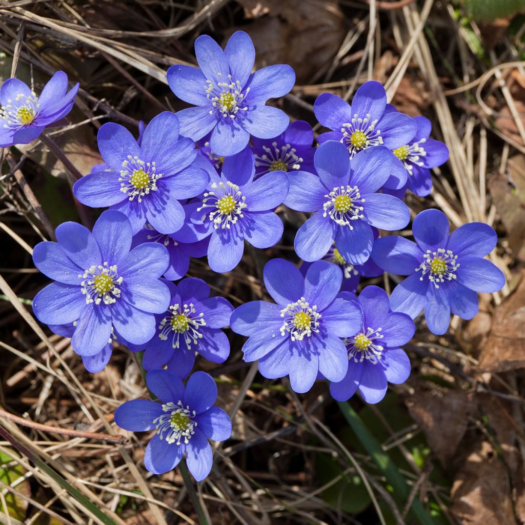 Hepatica nobilis - Leberblümchen