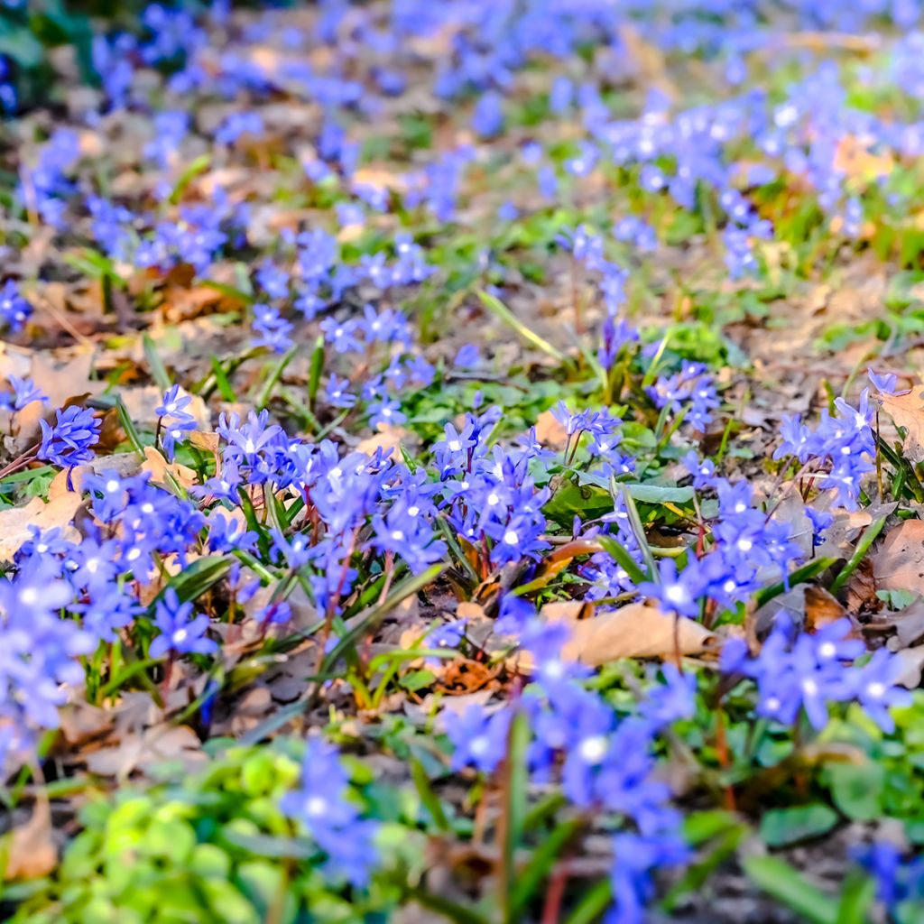 Hepatica nobilis - Leberblümchen