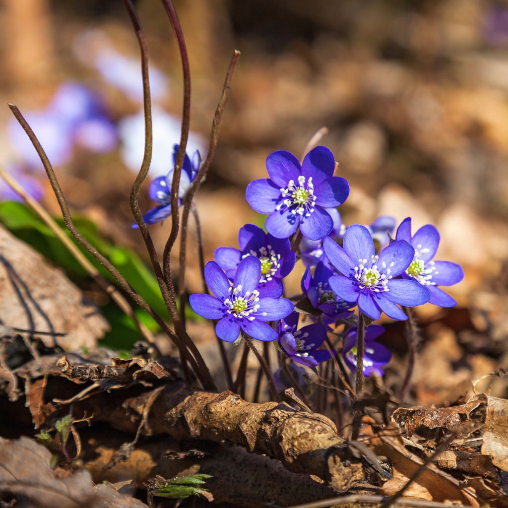 Hepatica nobilis - Leberblümchen