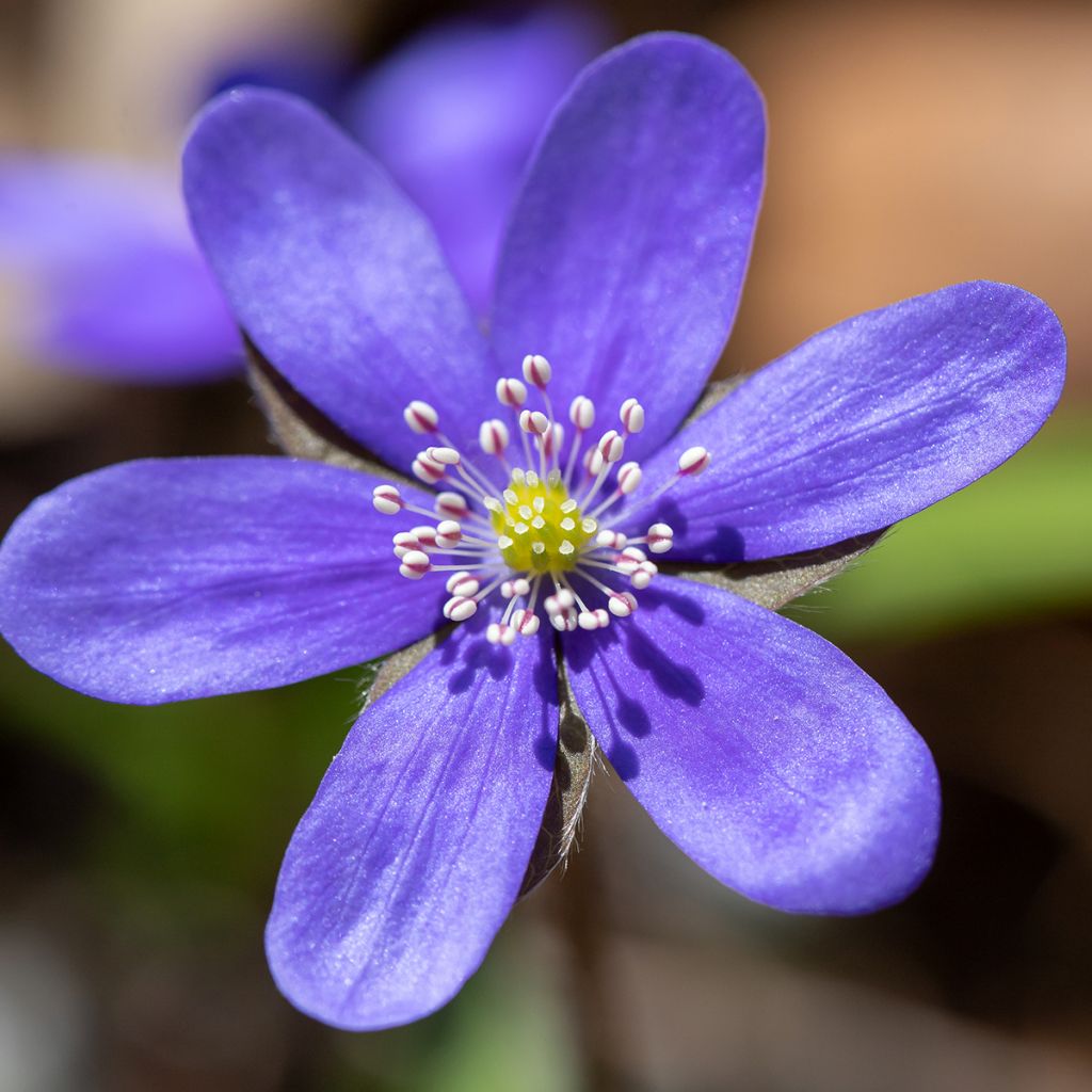 Hepatica nobilis - Leberblümchen