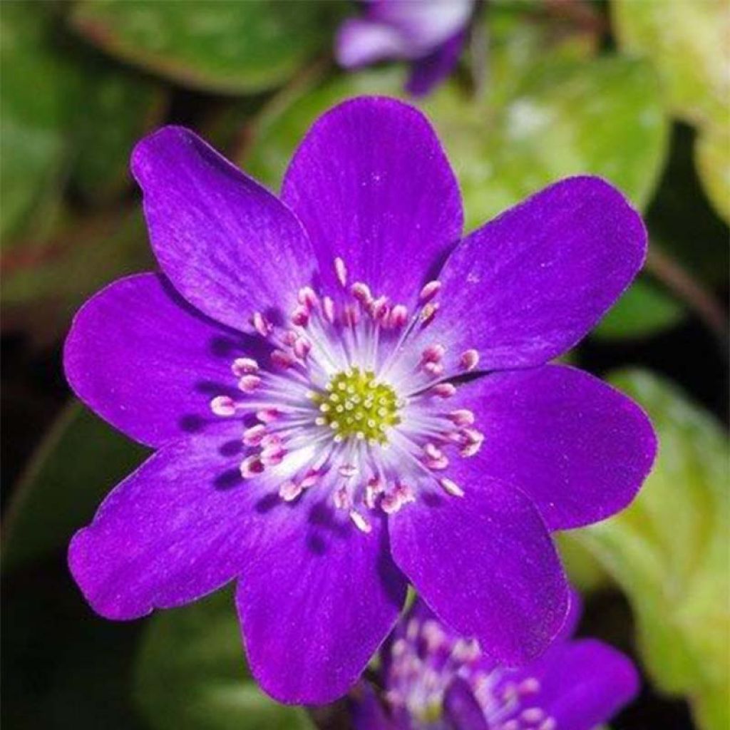 Hepatica nobilis Purple Forest - Leberblümchen