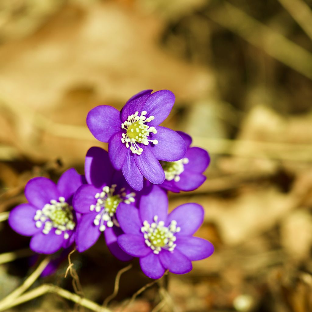 Hepatica nobilis Purple Forest - Leberblümchen