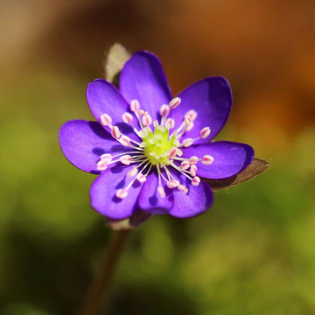 Hepatica nobilis Purple Forest - Leberblümchen