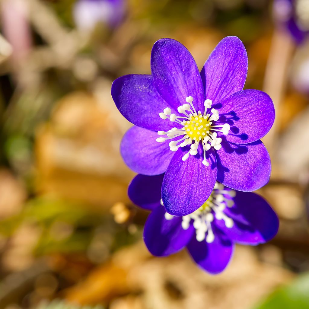 Hepatica nobilis Purple Forest - Leberblümchen