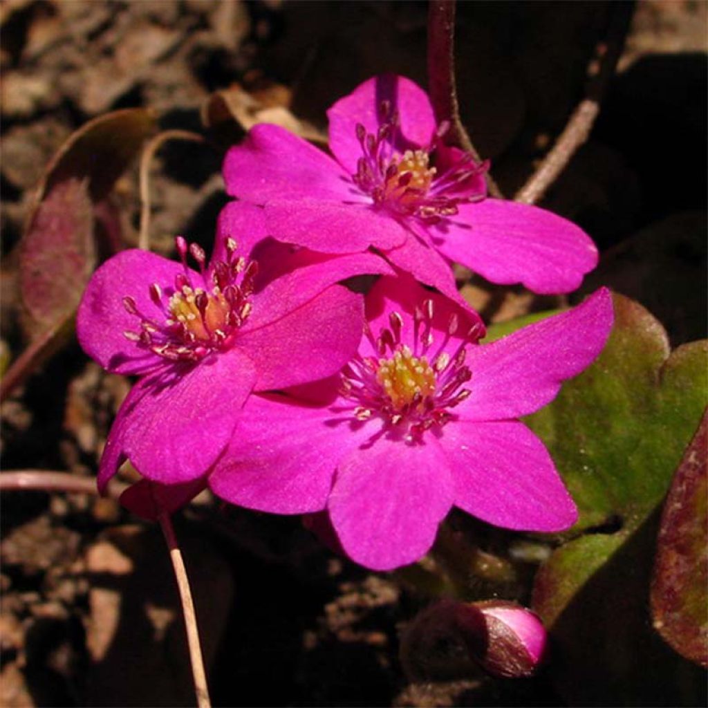 Hepatica nobilis Red Forest - Leberblümchen