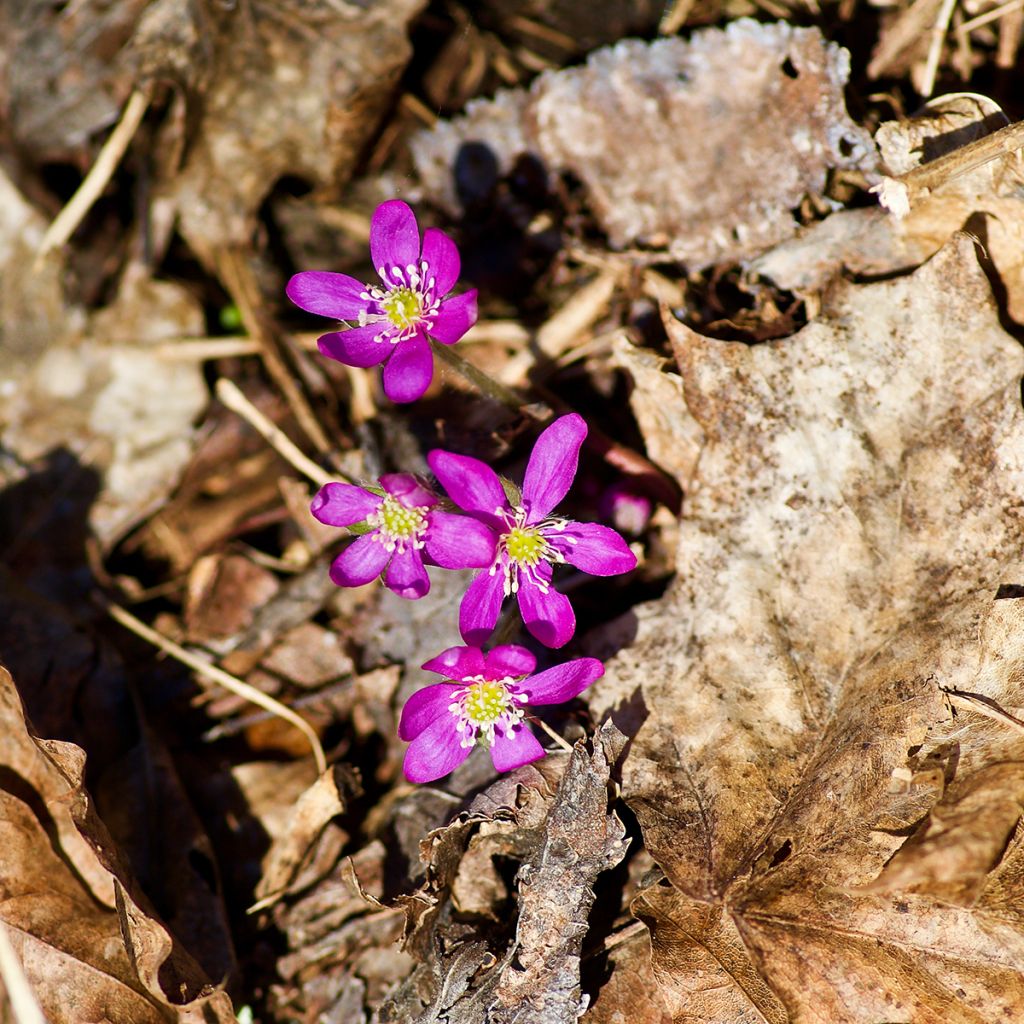 Hepatica nobilis Red Forest - Leberblümchen