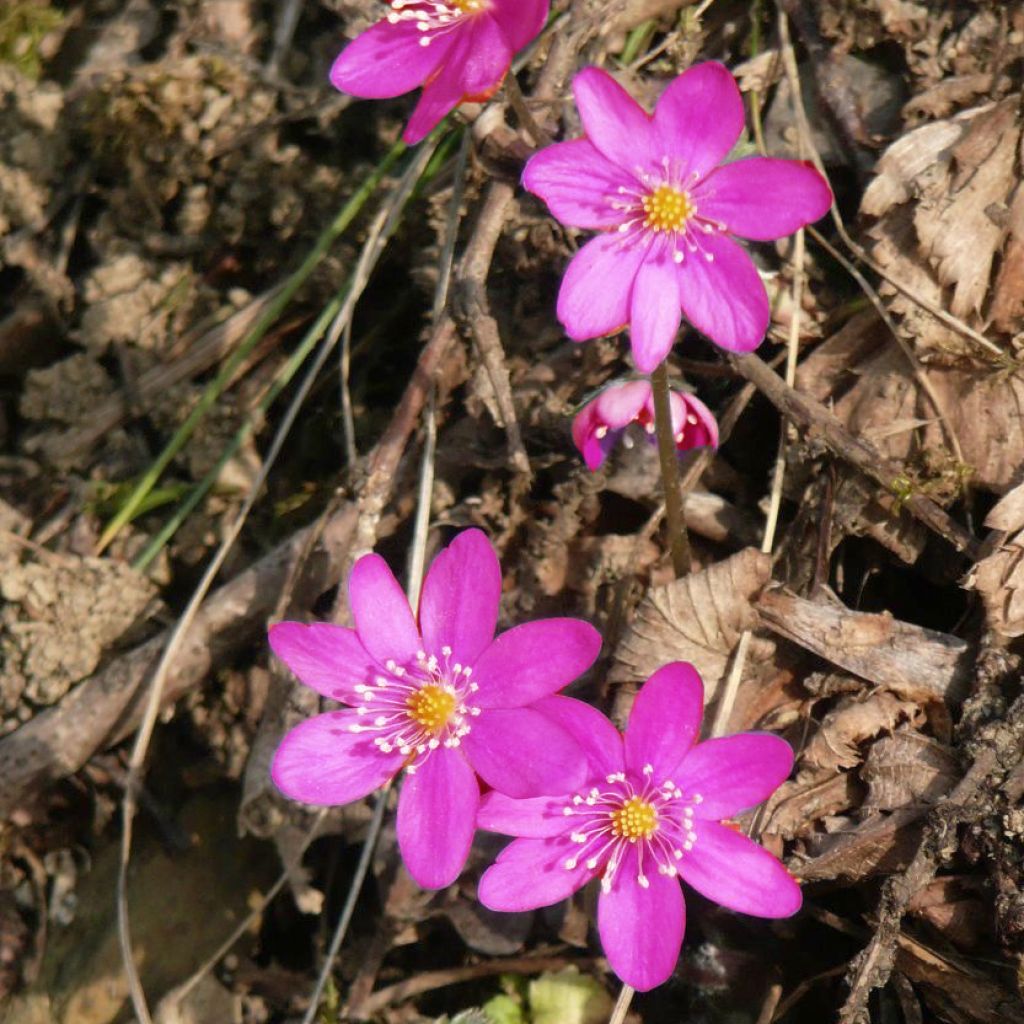 Hepatica nobilis Rosea - Leberblümchen