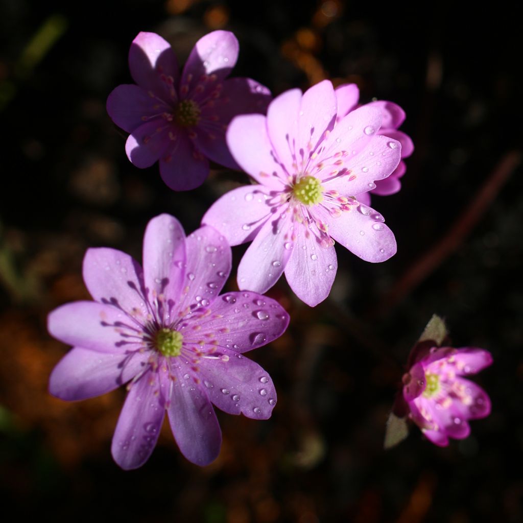 Hepatica nobilis Rosea - Leberblümchen