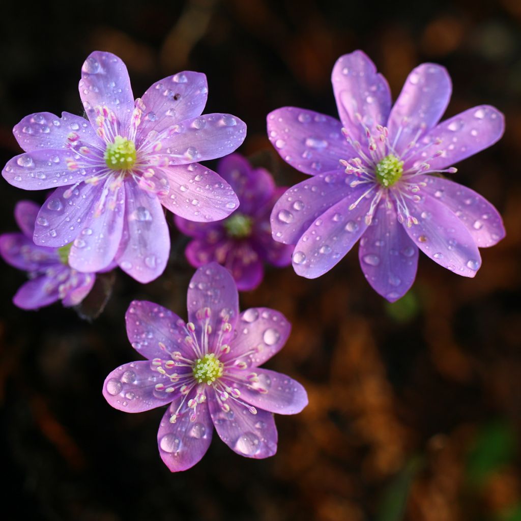 Hepatica nobilis Rosea - Leberblümchen