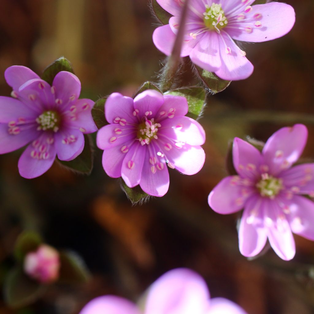 Hepatica nobilis Rosea - Leberblümchen