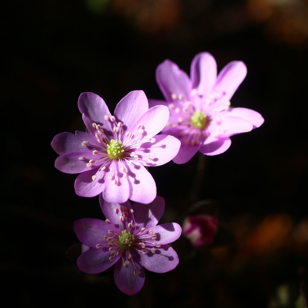 Hepatica nobilis Rosea - Leberblümchen