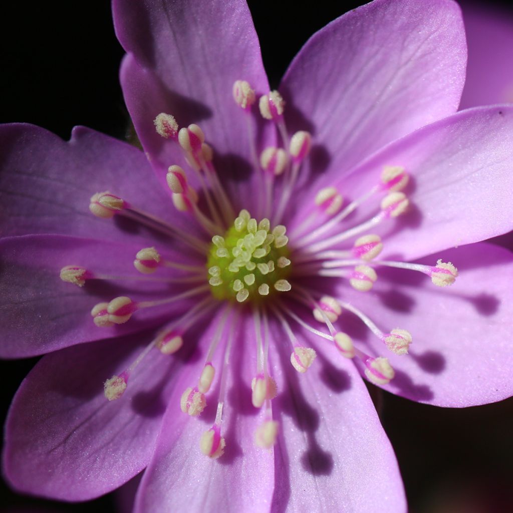 Hepatica nobilis Rosea - Leberblümchen