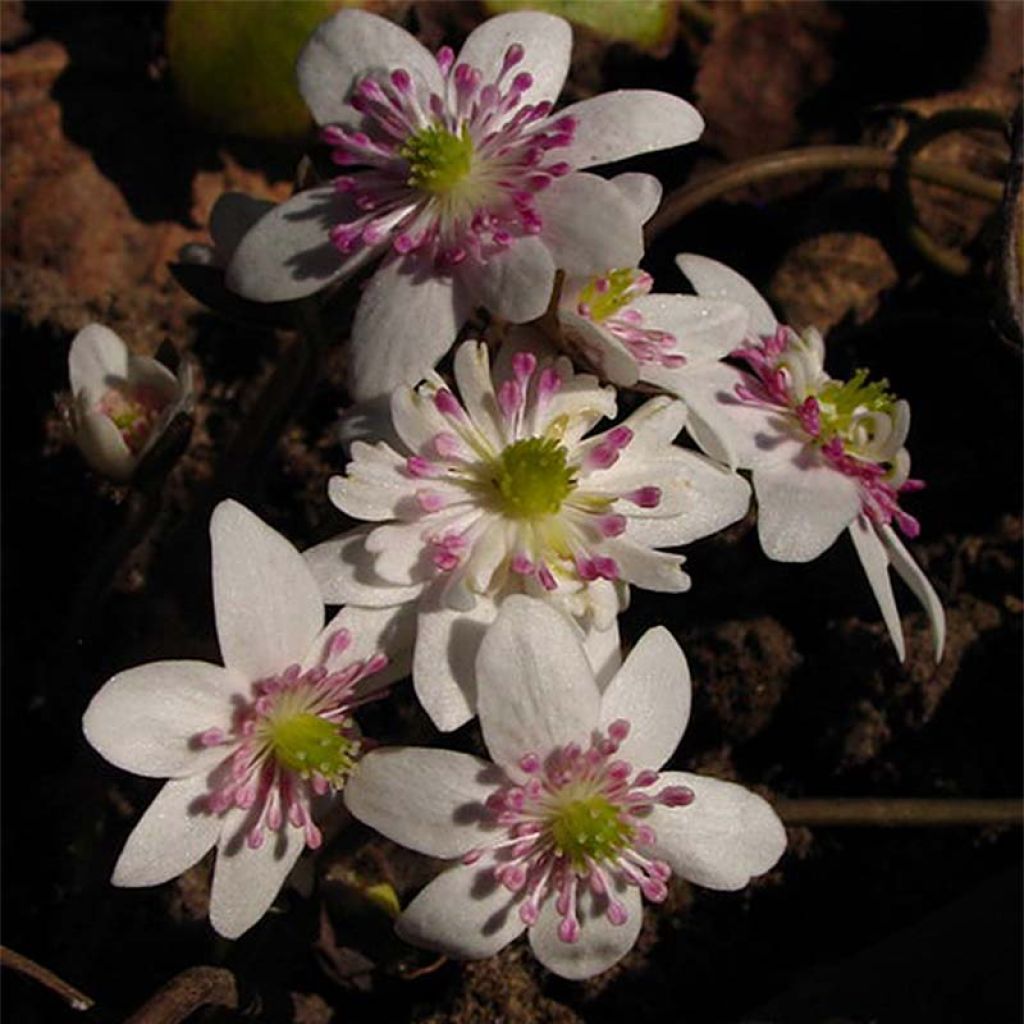 Hepatica nobilis White Forest - Leberblümchen