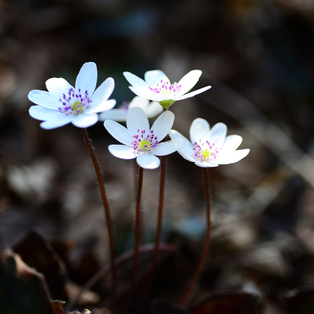 Hepatica nobilis White Forest - Leberblümchen